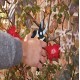 TIJERAS PARA FLORES - Envío Gratuito