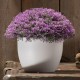 PLANTA DECORATIVA REDONDA MORADA - Envío Gratuito