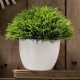 PLANTA DEC PASTO CORTO BLANCO - Envío Gratuito