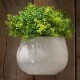 PLANTA DEC MESA/PARED BOLA - Envío Gratuito