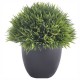 PLANTA DECORATIVA PASTO CORTO NEGRA - Envío Gratuito