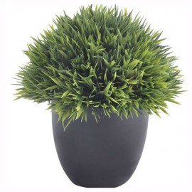 PLANTA DECORATIVA PASTO CORTO NEGRA - Envío Gratuito