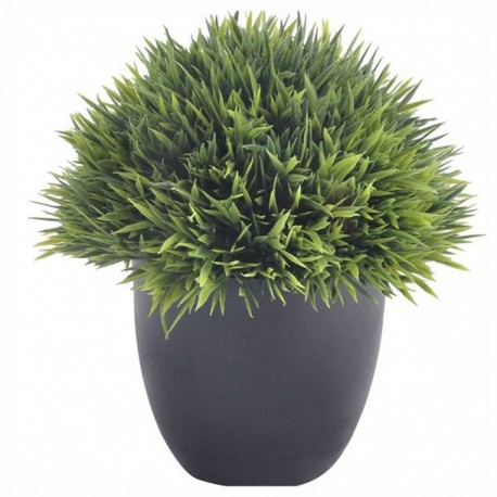 PLANTA DECORATIVA PASTO CORTO NEGRA - Envío Gratuito