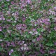 FOLLAJE ARTIFICIAL VERDE CON FLOR LAVANDA 1 X 1 M - Envío Gratuito
