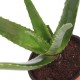 PLANTA SABILA - Envío Gratuito