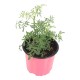 PLANTA RUDA 4" - Envío Gratuito