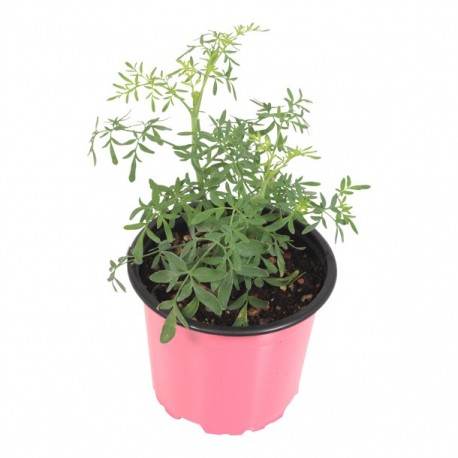 PLANTA RUDA 4" - Envío Gratuito