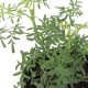 PLANTA RUDA 4" - Envío Gratuito