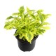 PLANTA DURANTA GOLD 6" - Envío Gratuito