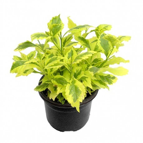 PLANTA DURANTA GOLD 6" - Envío Gratuito
