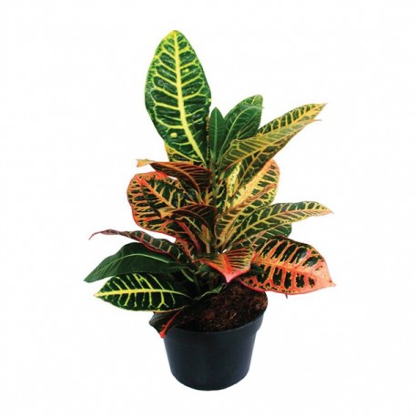 "PLANTA CROTO PETRA 6" - Envío Gratuito