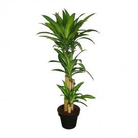 PLANTA PALO DE BRASIL 3 X11" - Envío Gratuito