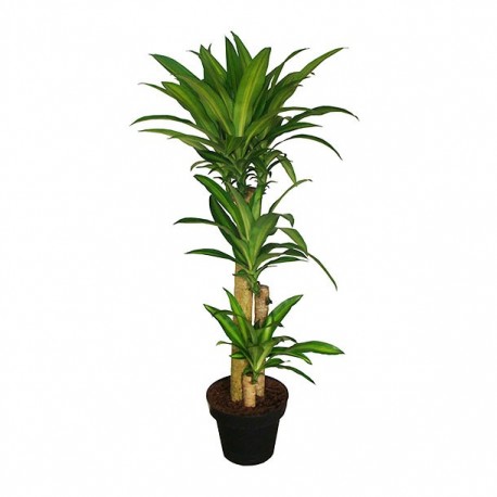PLANTA PALO DE BRASIL 3 X11" - Envío Gratuito