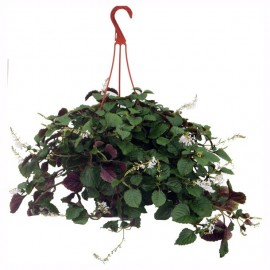 PLANTA HIEDRA SUECA 10" - Envío Gratuito