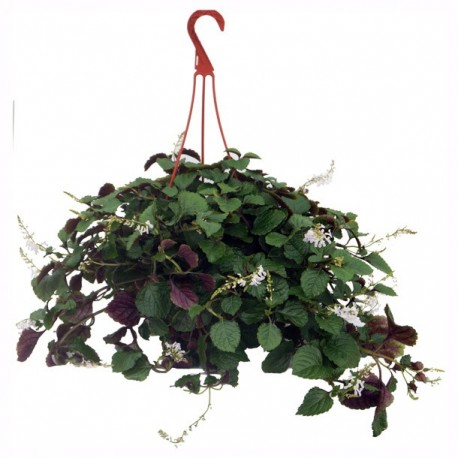 PLANTA HIEDRA SUECA 10" - Envío Gratuito