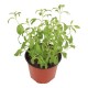 PLANTA STEVIA 6" - Envío Gratuito