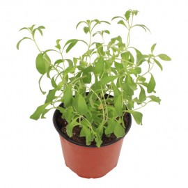 PLANTA STEVIA 6" - Envío Gratuito