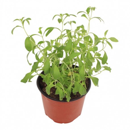 PLANTA STEVIA 6" - Envío Gratuito