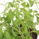 PLANTA STEVIA 6" - Envío Gratuito