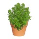 PLANTA ALBAHACA 4" - Envío Gratuito