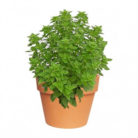 PLANTA ALBAHACA 4" - Envío Gratuito