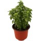 PLANTA ALBAHACA 4" - Envío Gratuito