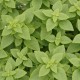 PLANTA ALBAHACA 4" - Envío Gratuito