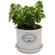 PLANTA ALBAHACA 4" - Envío Gratuito