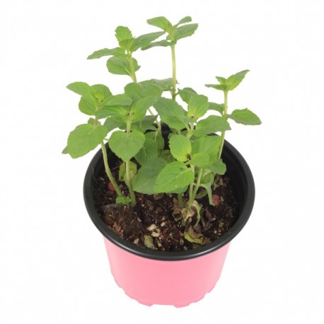 PLANTA HIERBABUENA 4" - Envío Gratuito