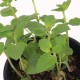 PLANTA HIERBABUENA 4" - Envío Gratuito