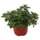 PLANTA HIERBABUENA 4" - Envío Gratuito