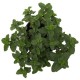 PLANTA HIERBABUENA 4" - Envío Gratuito