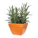 PLANTA ROMERO 4" - Envío Gratuito