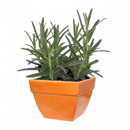 PLANTA ROMERO 4" - Envío Gratuito