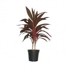 PLANTA CORDYLINE ROJA 10" - Envío Gratuito