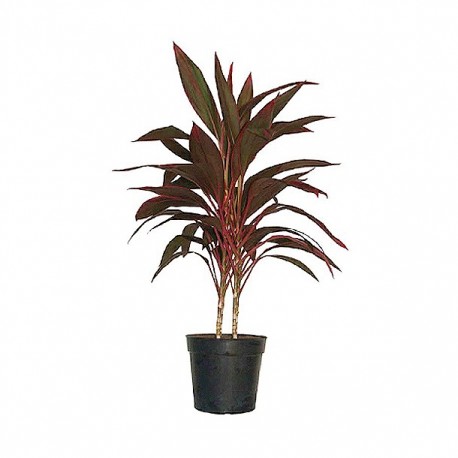 PLANTA CORDYLINE ROJA 10" - Envío Gratuito