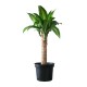 PLANTA PALO DE BRASIL 15 CM - Envío Gratuito