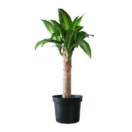 PLANTA PALO DE BRASIL 15 CM - Envío Gratuito