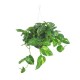 PLANTA TELÉFONO COLGANTE - Envío Gratuito