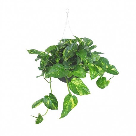 PLANTA TELÉFONO COLGANTE - Envío Gratuito