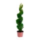 PLANTA CEDRO LIMÓN FORMADO - Envío Gratuito