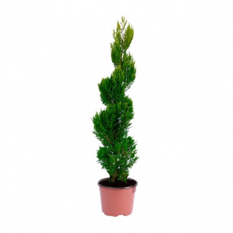 PLANTA CEDRO LIMÓN FORMADO - Envío Gratuito