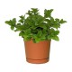 PLANTA MENTA 4" - Envío Gratuito