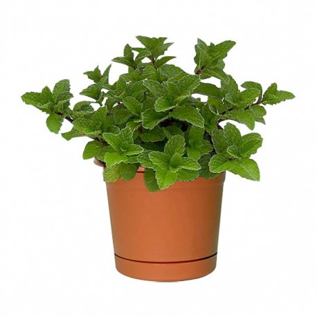 PLANTA MENTA 4" - Envío Gratuito