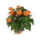 PLANTA CROSSANDRA 6" - Envío Gratuito