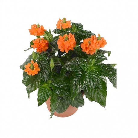 PLANTA CROSSANDRA 6" - Envío Gratuito