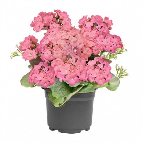 PLANTA KALANCHOE 6" - Envío Gratuito