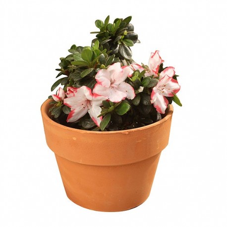 "PLANTA AZALEA 6" - Envío Gratuito