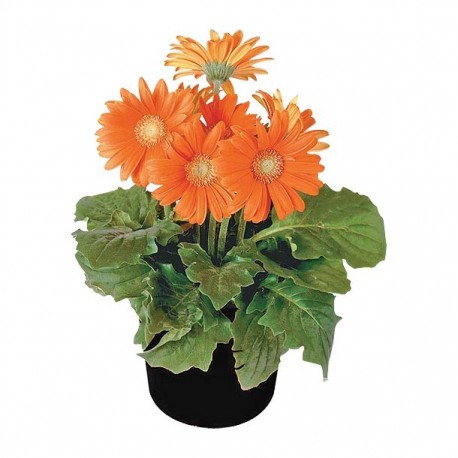 PLANTA GERBERA 6" - Envío Gratuito