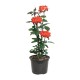 "PLANTA ROSAL FOREVER 6" - Envío Gratuito